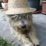 Cascina Torello Dogliani