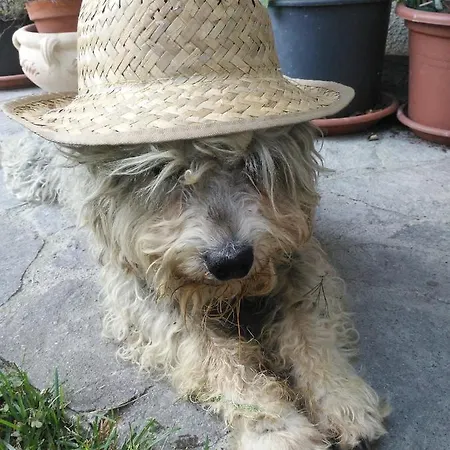 Cascina Torello Дольяни