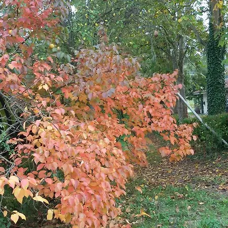 カッシーナ トレッロ * ドリアーニ