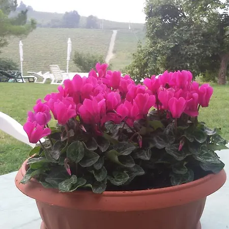 Cascina Torello Дольяни