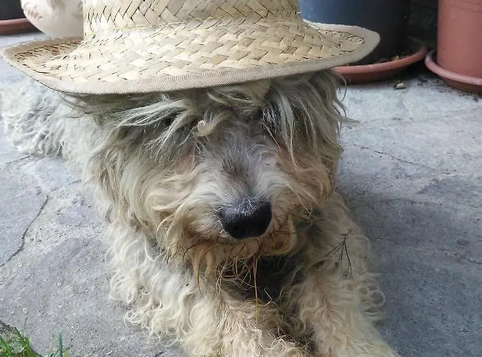 Cascina Torello Dogliani