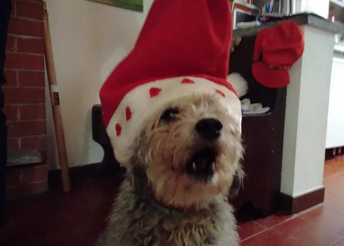 カッシーナ トレッロ ベッド・アンド・ブレックファスト