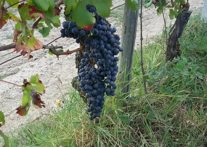 Bed & Breakfast Cascina Torello