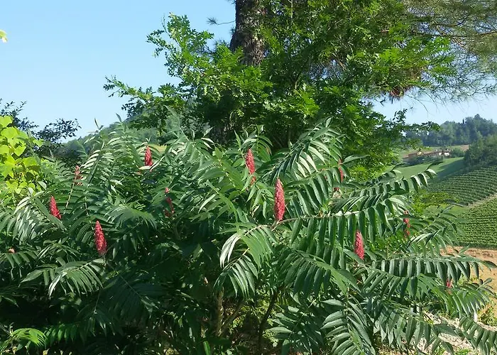 Bed & Breakfast Cascina Torello Dogliani