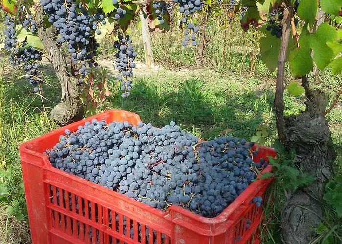 Bed & Breakfast Cascina Torello *