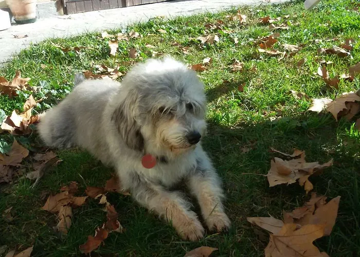 Bed & Breakfast Cascina Torello *